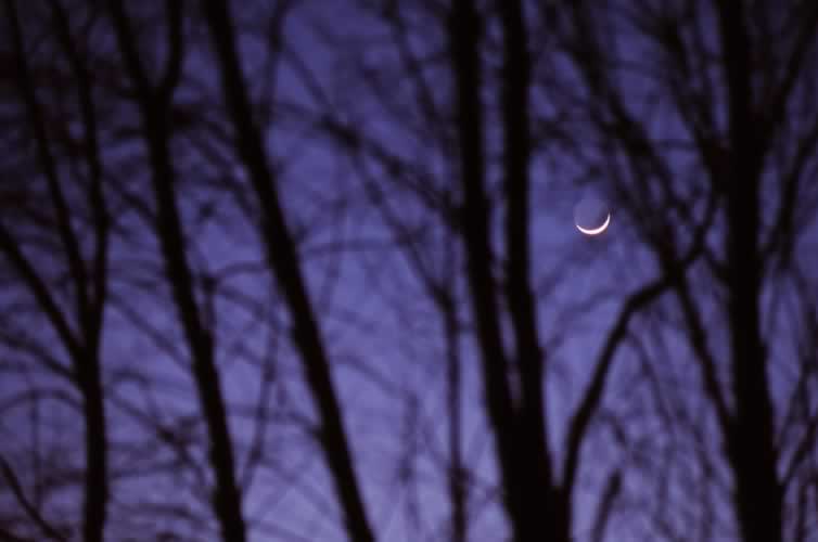 Cresent Moon Through the Maple Bush